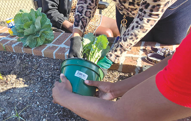GARDEN - Margaret John